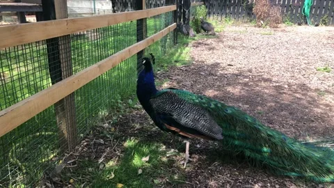 PEACOCK STANDING 1 Stock Footage 135019596