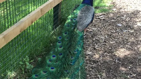 PEACOCK STANDING 2 Stock Footage 135019634