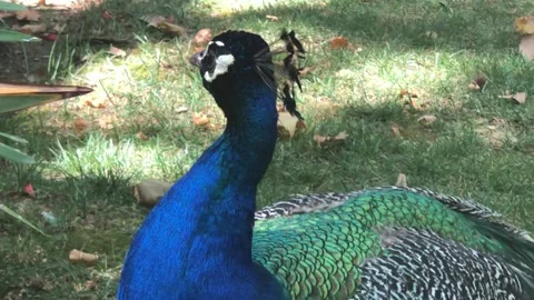 PEACOCK STANDING 2 Stock Footage 135029843