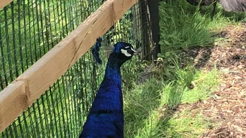 PEACOCK STANDING 3 Stock Footage 135019666