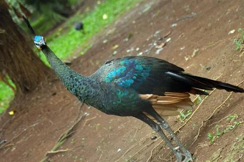 The peacock is standing alone Stock Photos