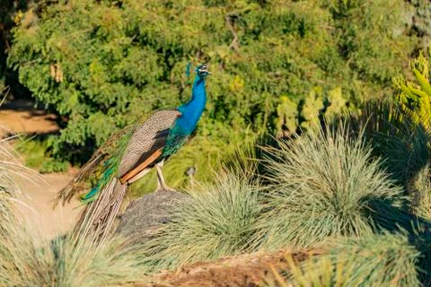 Peacock standing in the forest Foto stock