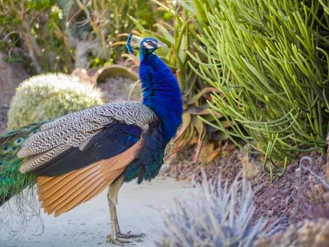 Peacock standing in the forest Foto stock