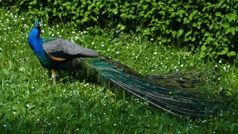 Peacock standing in a green field  Stock Footage 135995141