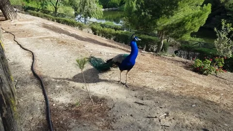 Peacock standing on the ground Stock Footage 202214662