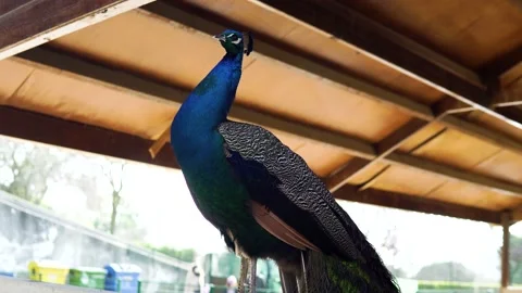Peacock standing on a handrail Stock Footage 169535008