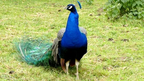 Peacock standing, looking around. Stock Footage 74539028