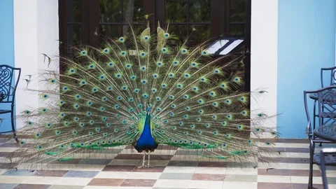 Peacock standing outside a cafe Stock Footage 114807394