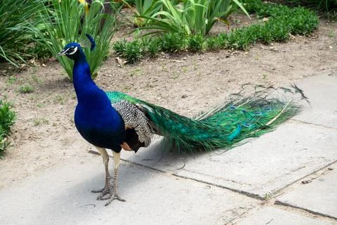 The peacock is standing on the path Stock Photos