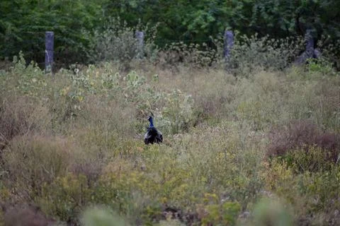 A peacock is standing Stock Photos