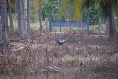 A peacock is standing Stock Photos