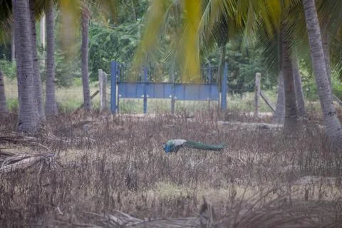A peacock is standing Stock Photos