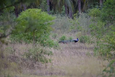 A peacock is standing Stock Photos