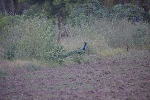 A peacock is standing Stock Photos