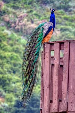 A Peacock standing on a platform Stock Photos
