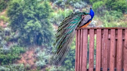 A Peacock standing on a platform Stock Photos