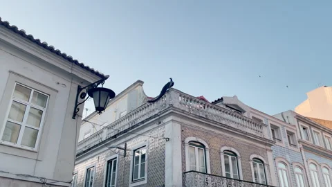 Peacock Standing on Rooftop of Traditional Tiled Buildings in Portugal 動画素材 339563120