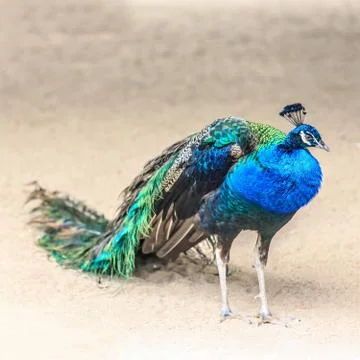 Peacock standing on the sand Stock Photos