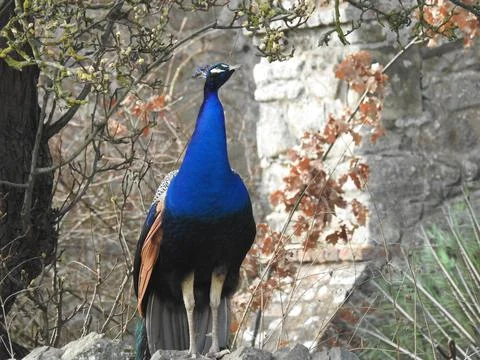 Peacock standing tall Stock Photos