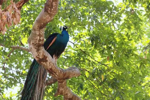 Peacock standing on a tree. Stock Photos