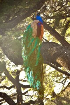 Peacock standing on a Tree Stock Photos