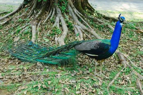 Peacock standing by tree roots Stock Photos