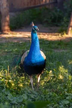Peacock stands Stock Photos