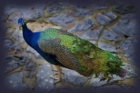 Peacock Stare Stock Illustration