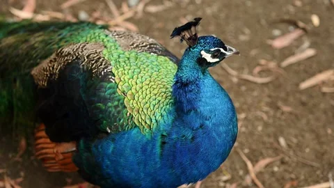 Peacock strolls along ground among foliage. Colorful bird on forest floor Stock Footage 328157769