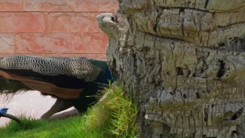 Peacock struts past cat perched on wooden beam, rustic brick courtyard Stock Footage 348190562