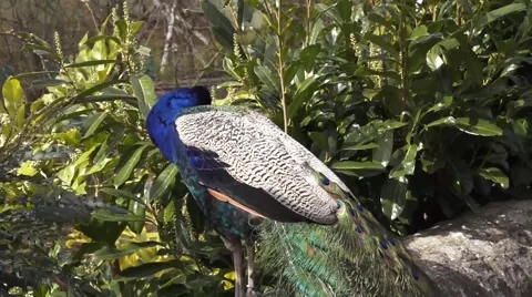 Peacock in the Sun Stock Footage 48844058
