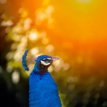 Peacock sun rays Stock Photos