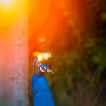 Peacock sun rays Stock-Fotos
