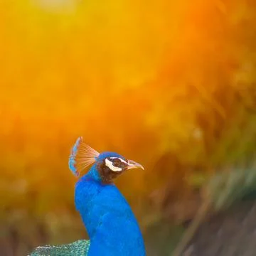 Peacock sun rays Stock-Fotos