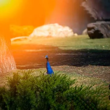 Peacock sun rays Stock-Fotos