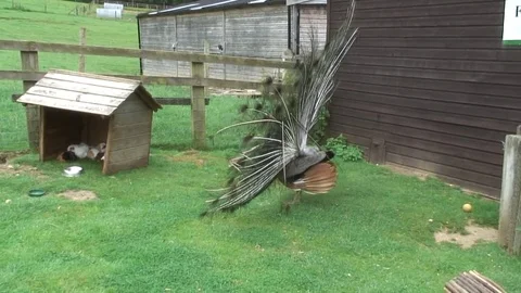 Peacock tail up 2 Stock Footage 76261384