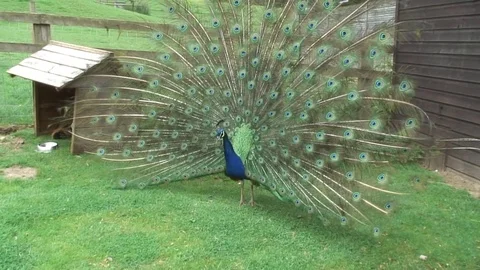 Peacock tail up 3 Stock-Footage 76261364