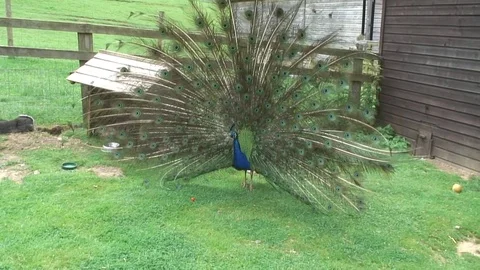 Peacock tail up 4 Video stock 76261393