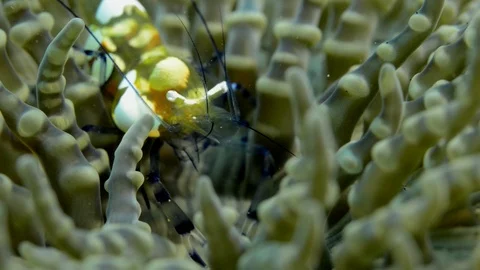 Peacock-tail anemone shrimp Stock Footage 112237133