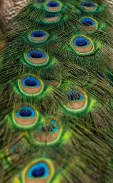 Peacock tail at close range, spring day Stock Photos