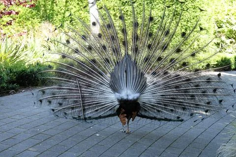 Peacock tail display from behind 写真素材