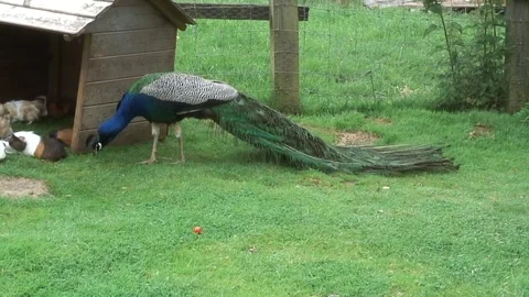 Peacock tail down 1 Stock Footage 76261193