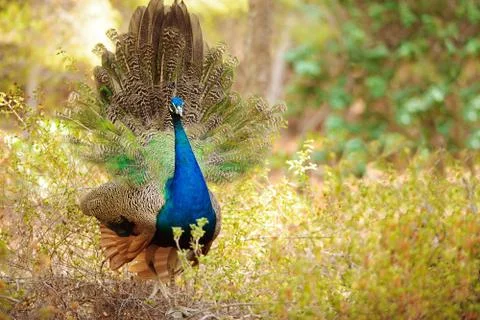 Peacock with tail extended Stock Photos