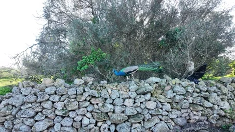 Peacock Tail Fanning in old wall Stock Footage 328642382