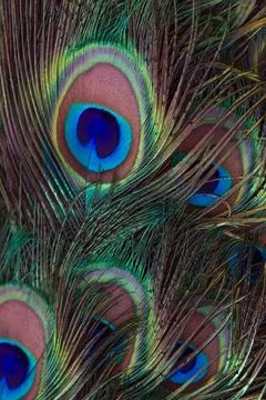 Peacock tail feather close-up, background, arnament. Stock Photos