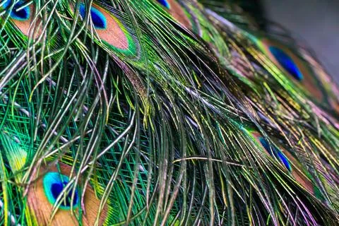 Peacock tail feather close up Stock Photos