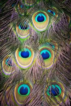 Peacock tail feather close up Stock Photos