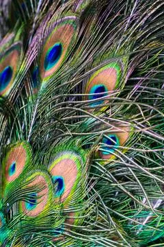 Peacock tail feather close up Stock Photos