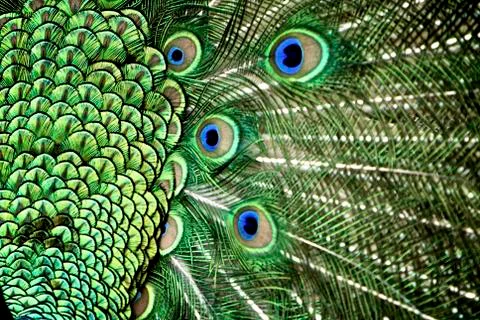 Peacock, Tail Feather Stock Photos