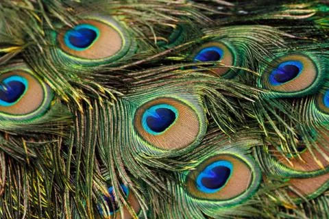 Peacock tail feather Photos
